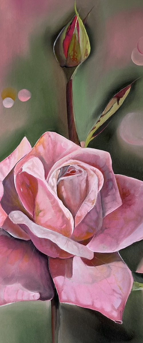 Pink rose oil on paper by Myroslava Denysyuk