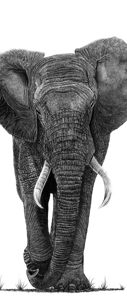 Bull Elephant by Paul Stowe