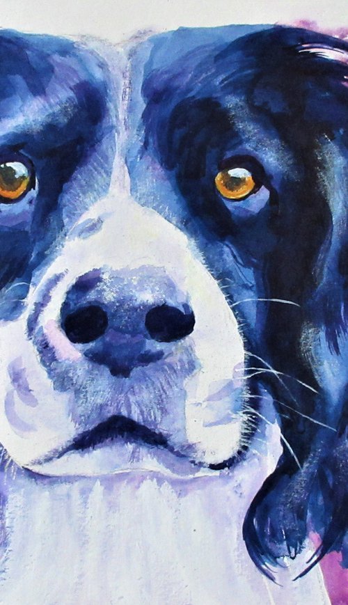 Springer Spaniel by Max Aitken