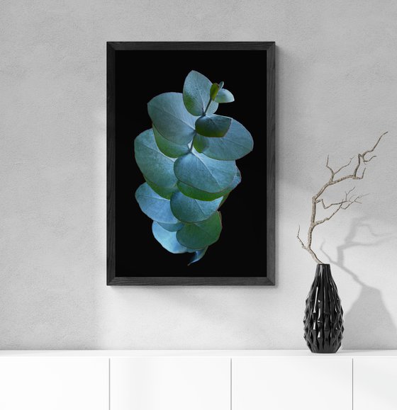 Eucalyptus Silver Dollar Leaves