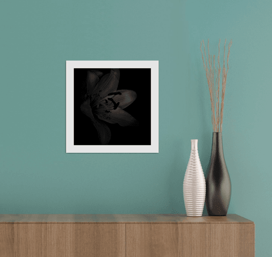 Lily Blooms Number 4 - 12x12 inch Fine Art Photography Limited Edition #1/25