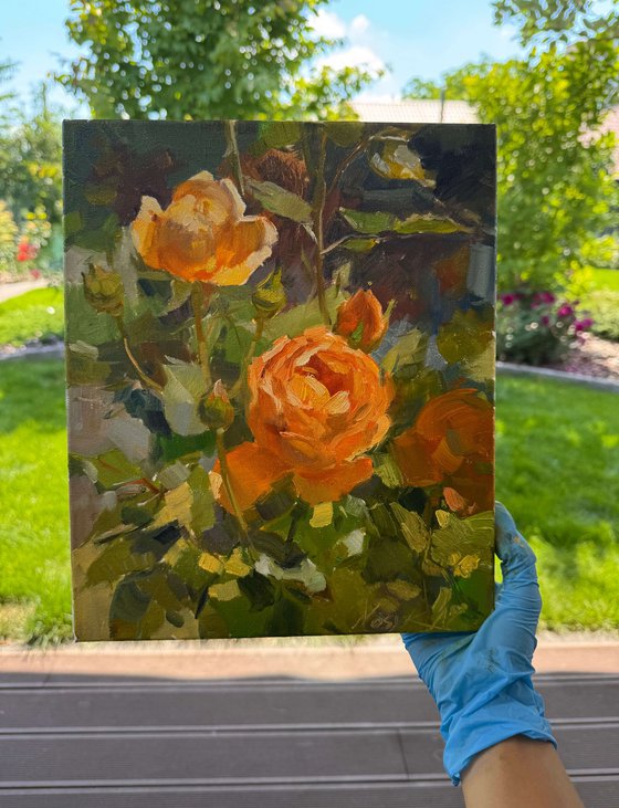 Apricot Roses
