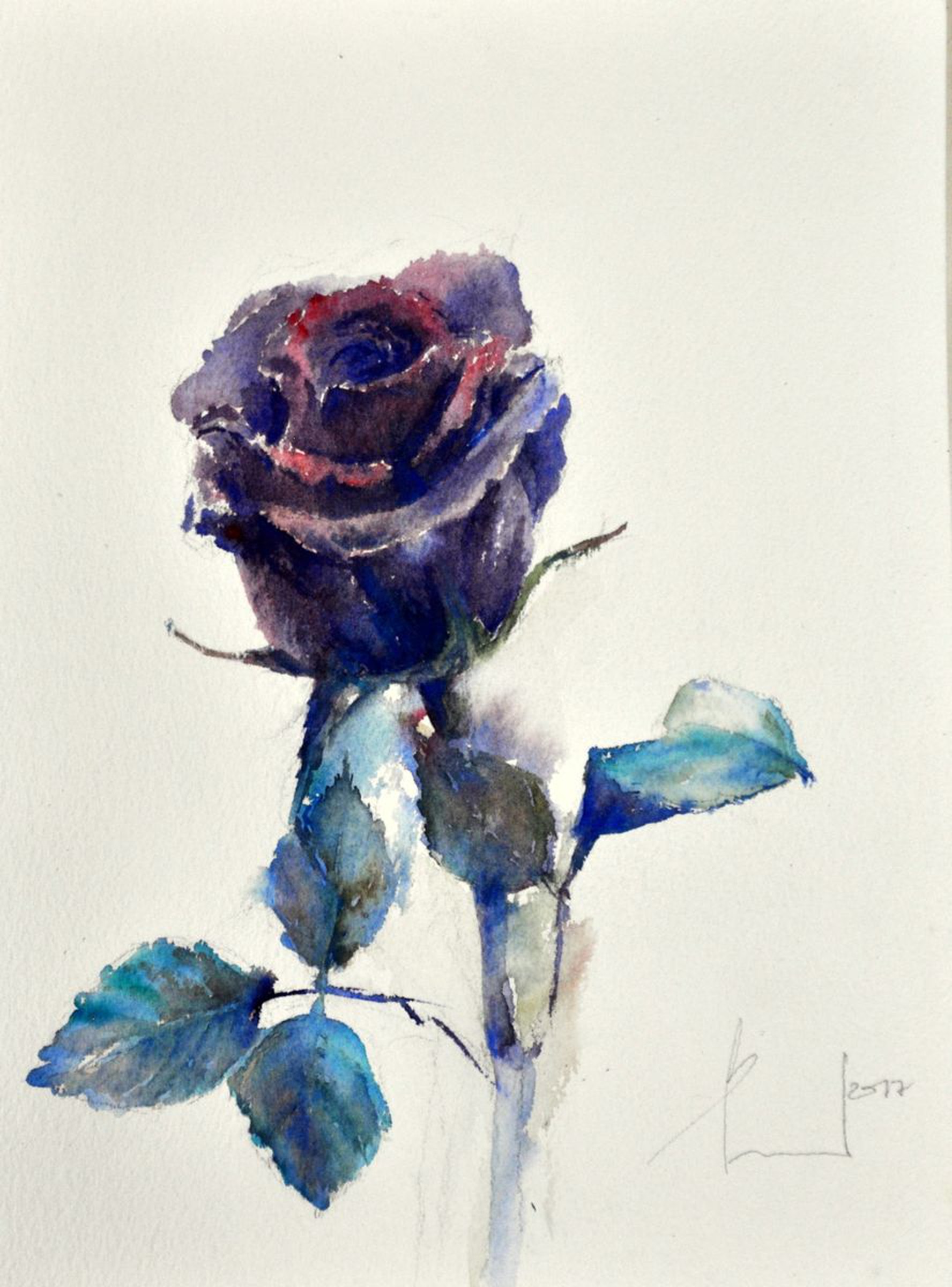Queen Black Rose Original Watercolor 23x31 Pp Artfinder
