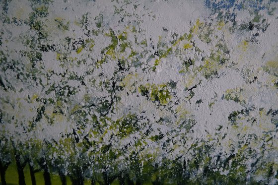 Cherry  Trees
