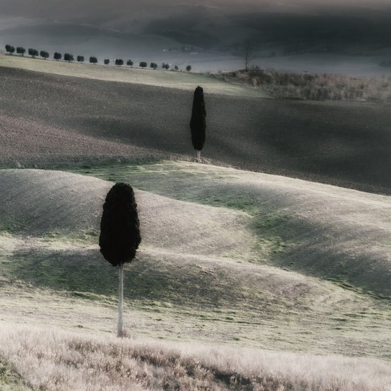 Two cypresses and a rural...