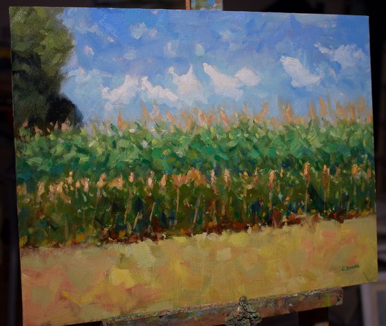 Field of corn with dancing clouds