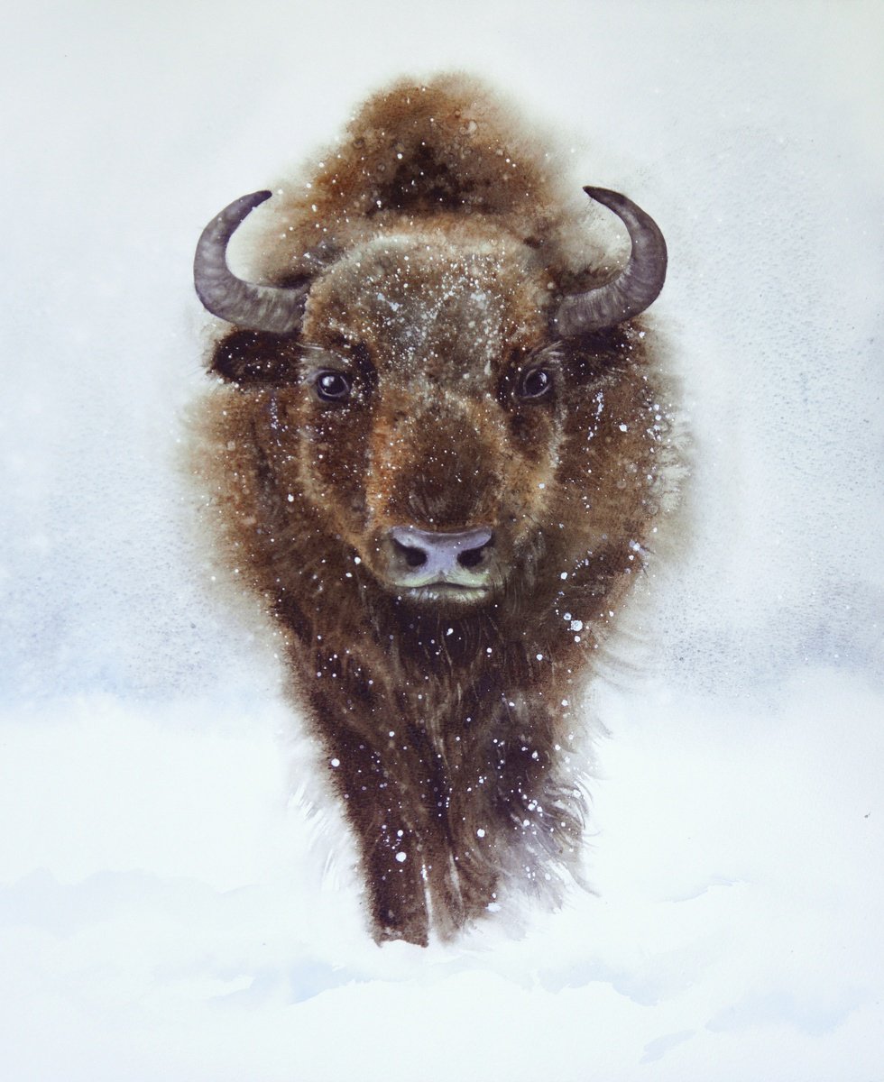 Bison in Winter by Olga Beliaeva Watercolour