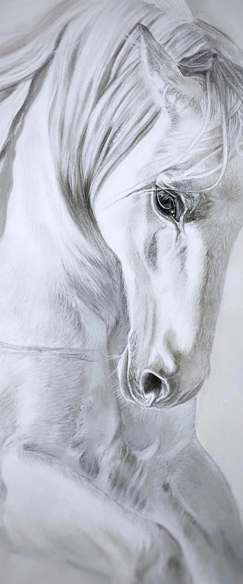 White horse by Irina Ponna