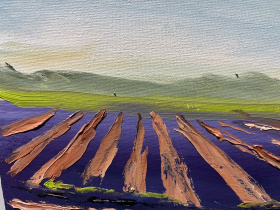 Field of Onions Harvest