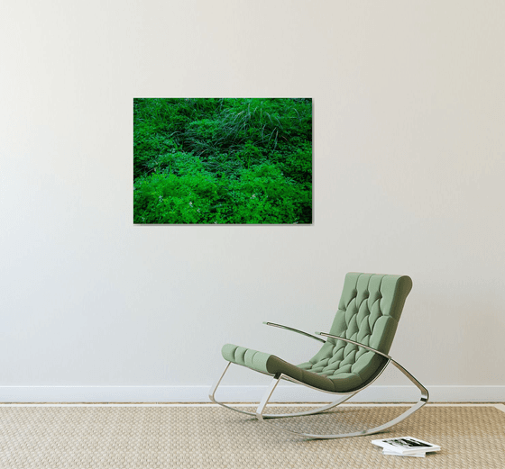 Neglected/Natural Garden in the City | Limited Edition Fine Art Print 1 of 10 | 75 x 50 cm