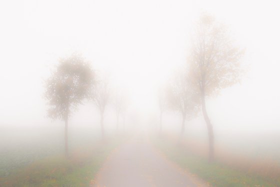 foggy landscape 1