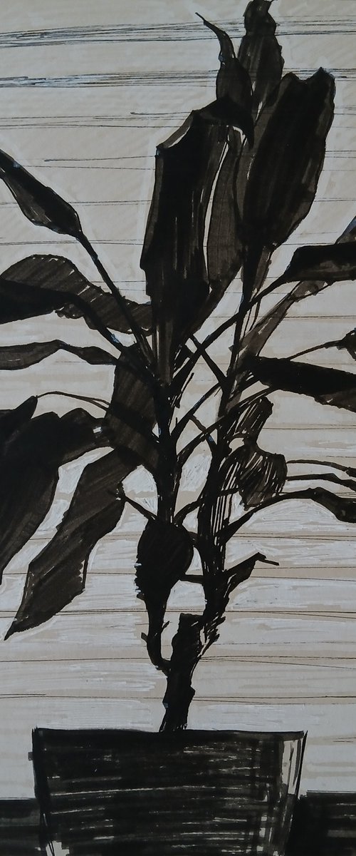 Long Live the Ficus by Vasyl Koval