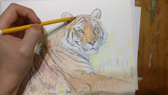 Bengal tiger