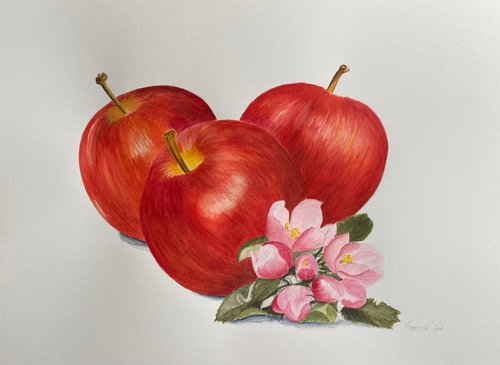 Apples and blossom by Maxine Taylor