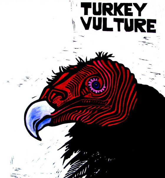 TURKEY VULTURE