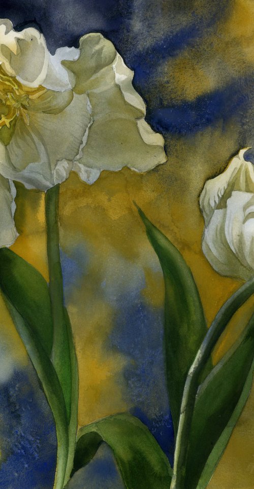 French white tulips by Alfred  Ng