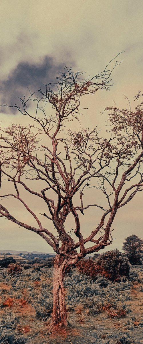 Dartmoor trees, 2021 - A4 by Kerry Gerdes