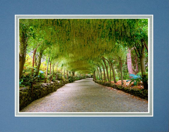 Laburnum Tunnel