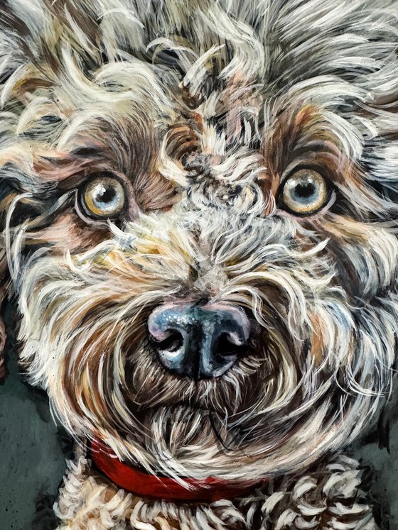 Chester the Cockerpoo