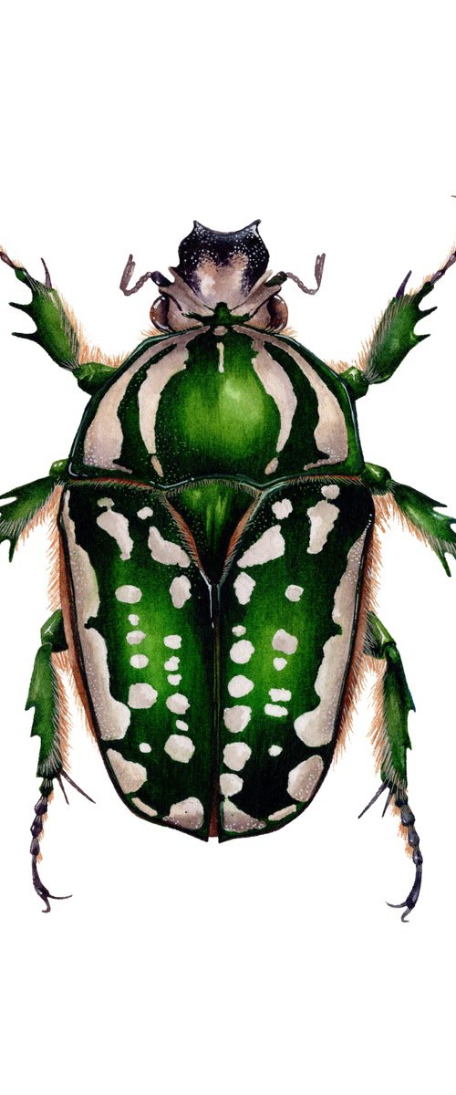 Mecynorchina Polyphemus, female by Katya Shiova