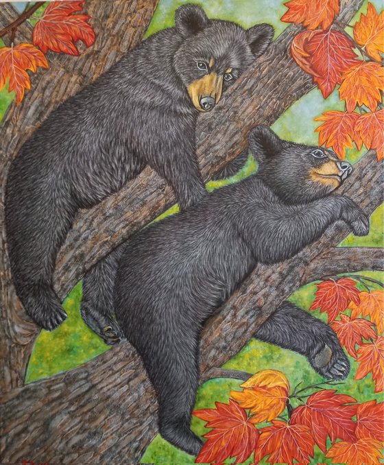 Black Bear Cubs on Maple Tree
