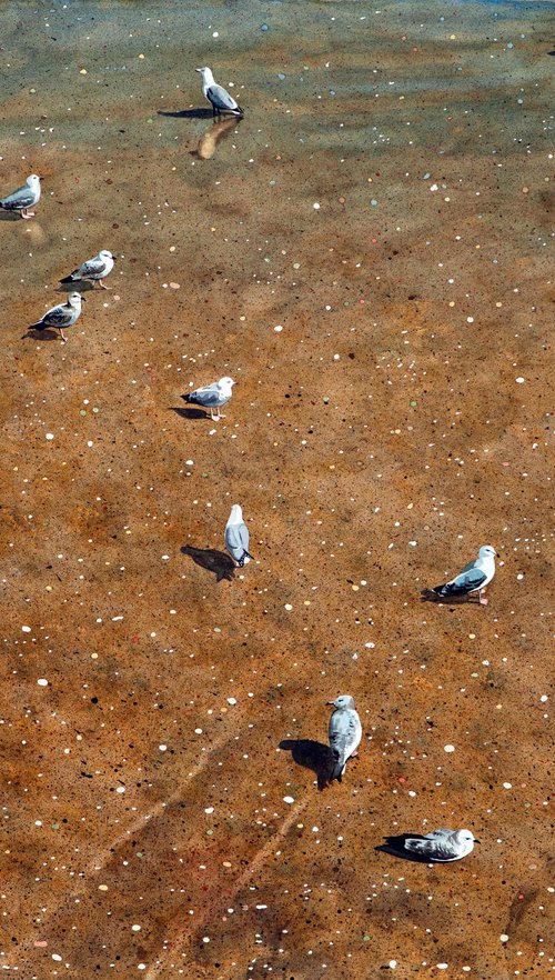 Gulls by John Kerr