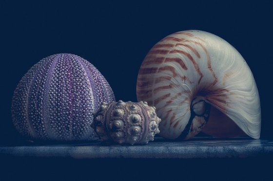 Anemone's and Nautilus shell