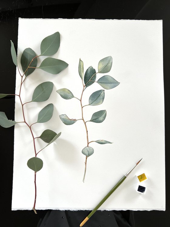 Eucalyptus branch. Original watercolor artwork.