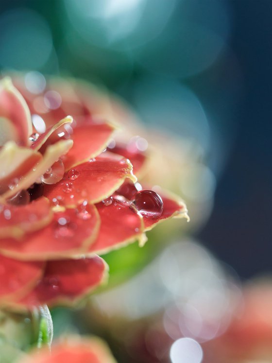 Ode de Kalanchoe