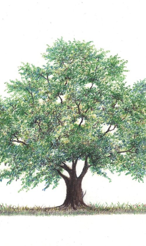 Solitary Oak Tree by Shweta  Mahajan