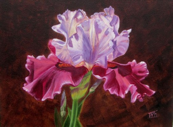 Red-purple Iris. Flowers. Still life