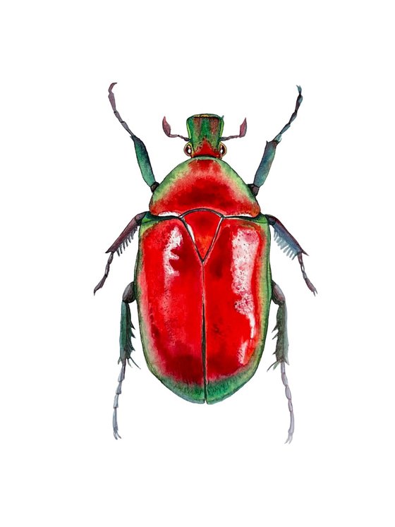 Red beetle. Original watercolour artwork.