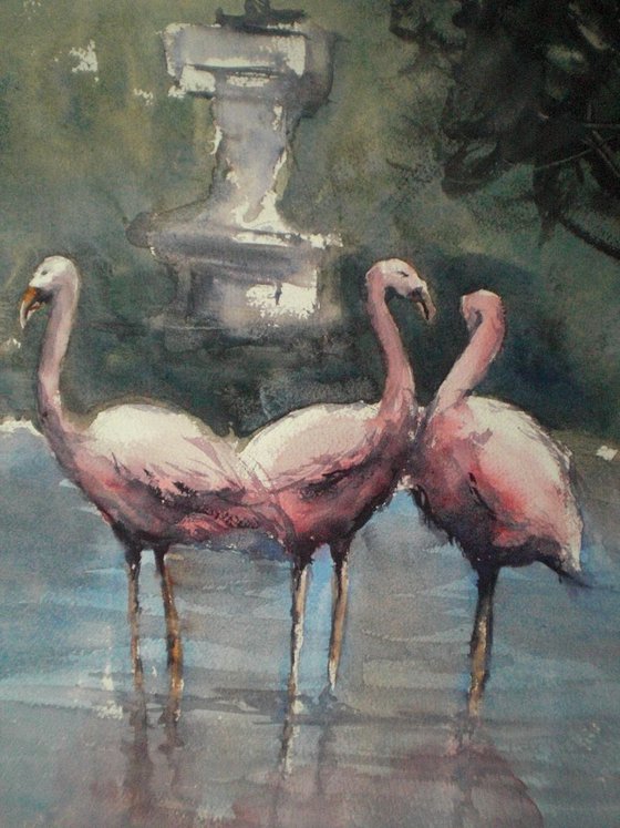 Flamingos