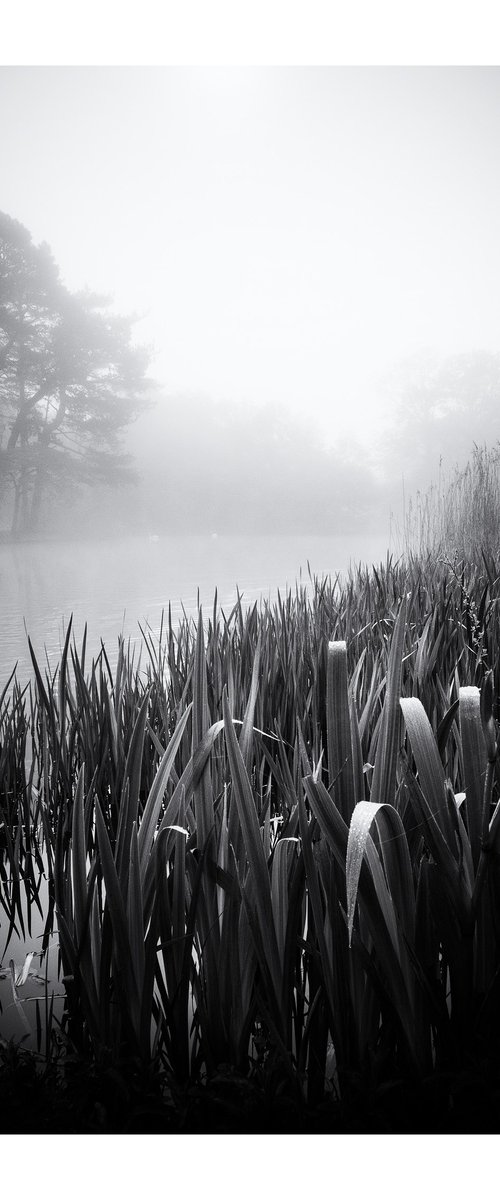 Two Swans by David Baker