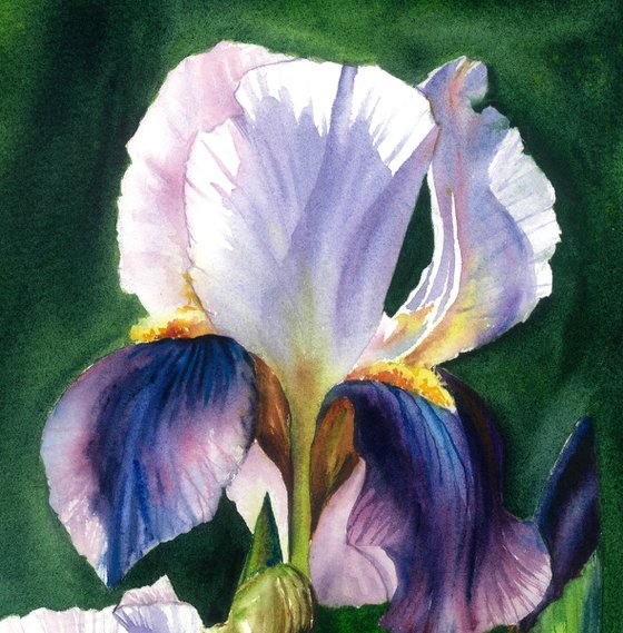 Surprise Irises