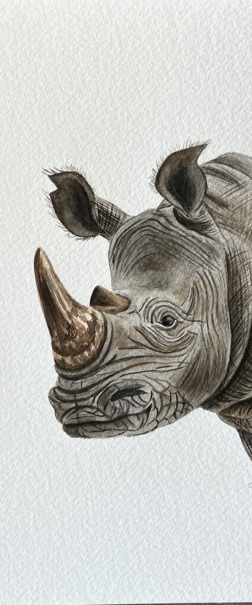 Rhino by Amelia Taylor