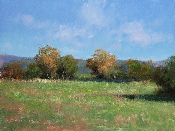 Meadow in Provence