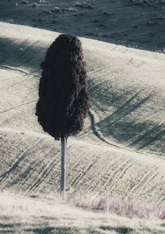 A lone cypress tree