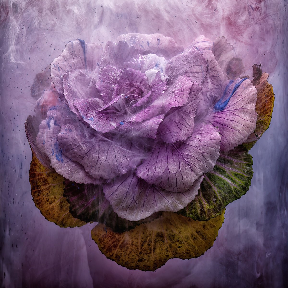 Botanical Photograph By Paul Nash, 20 X 20", Purple Cabbage, Original Artwork