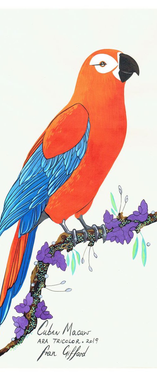 After Audubon . Cuban Macaw by Fran Giffard