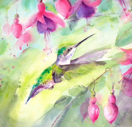 Hummingbird amongst fuchsia, Original watercolour painting by Anjana Cawdell