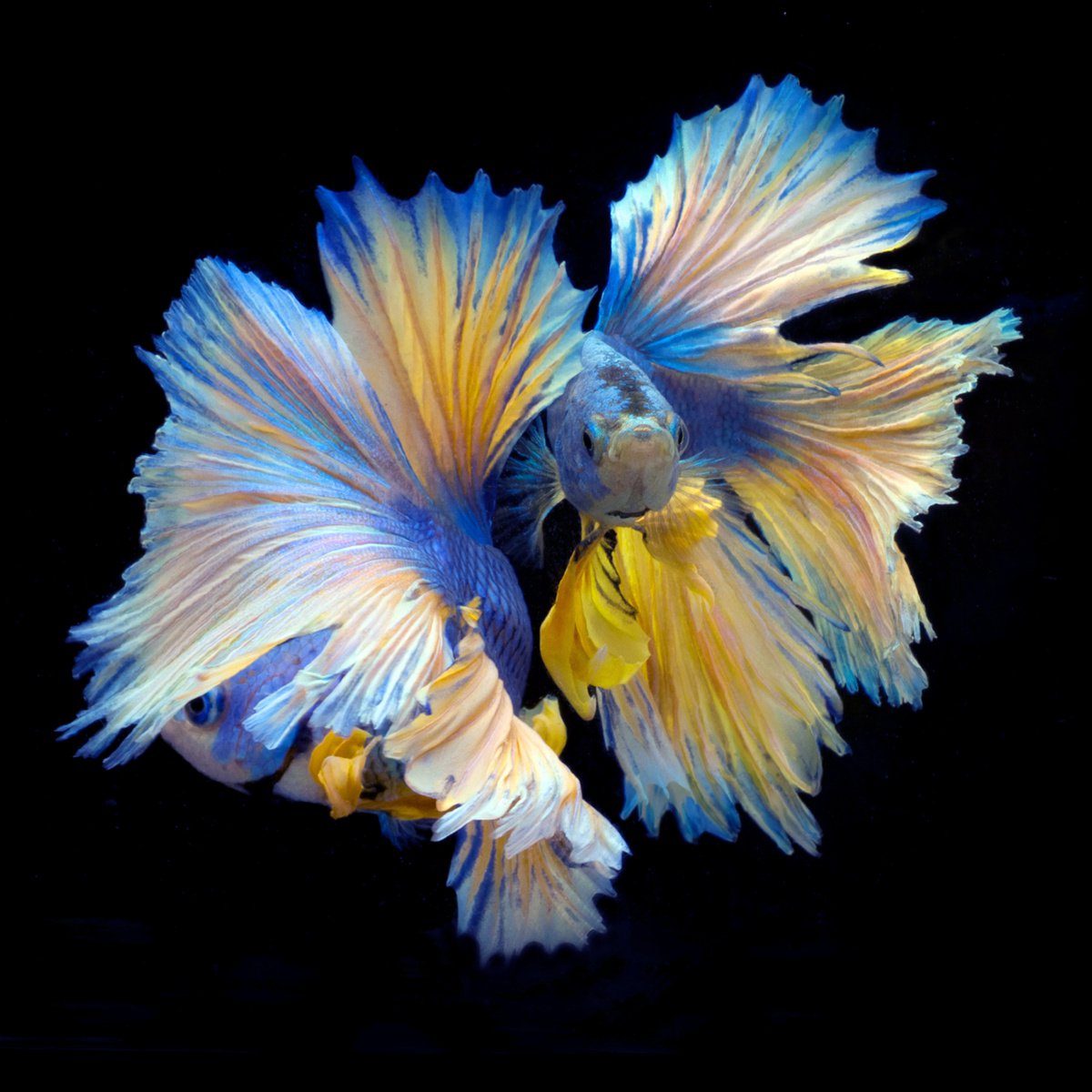 Animal Photograph By Michael Filonow, 26 X 26", Beta 81, Original Artwork