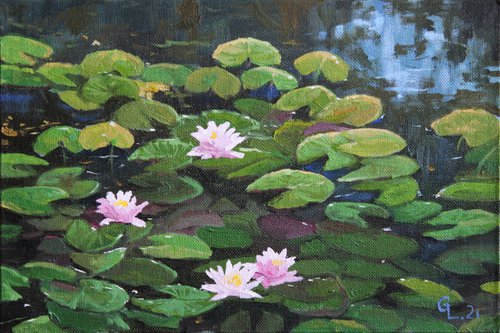 Pink water lilies - original oil. 30x20 by Linar Ganeev