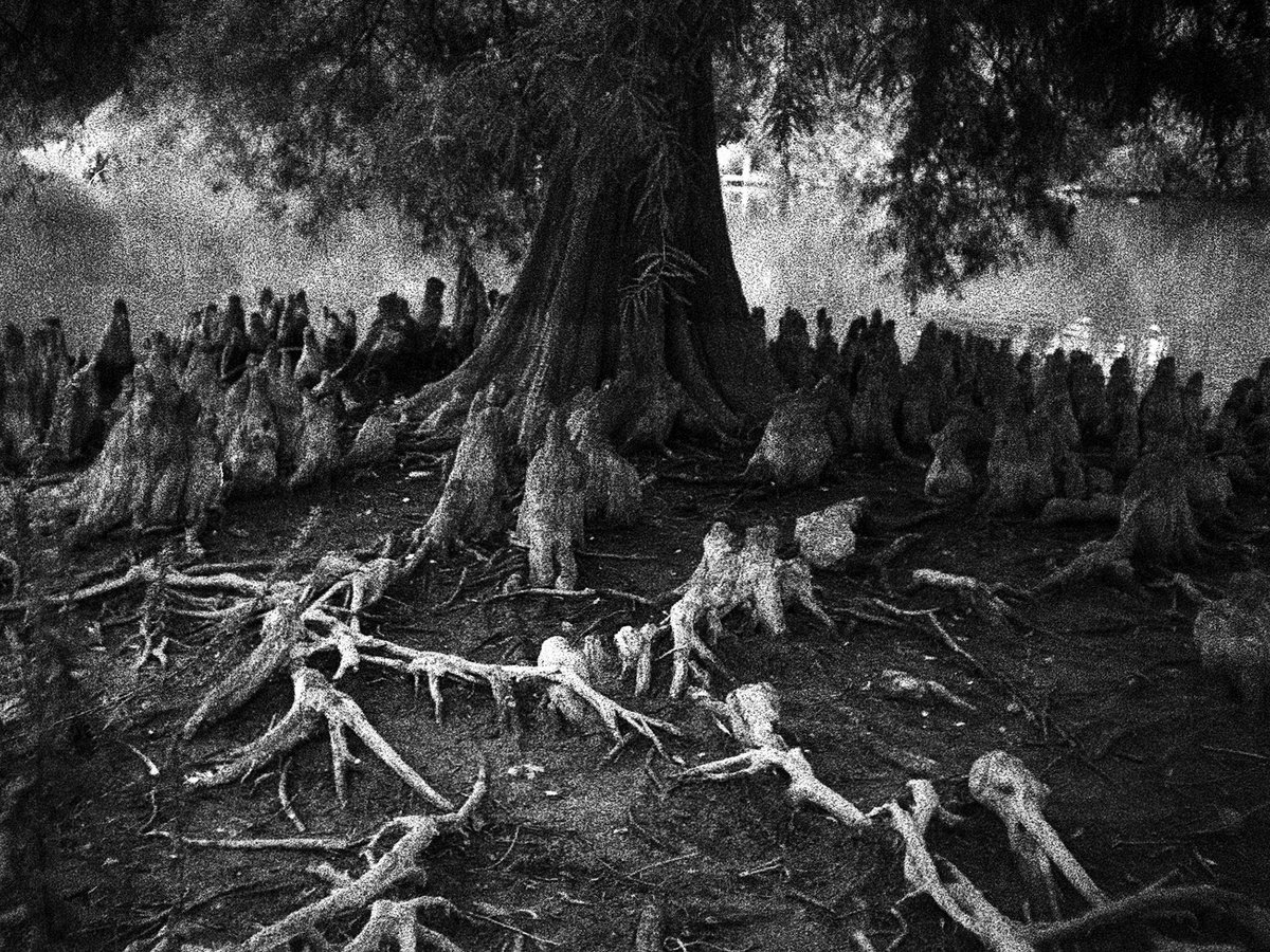 Photorealistic Botanical Photograph By Federico Arcangeli, 17 X 13, A Few A Little Things #1, Original Artwork