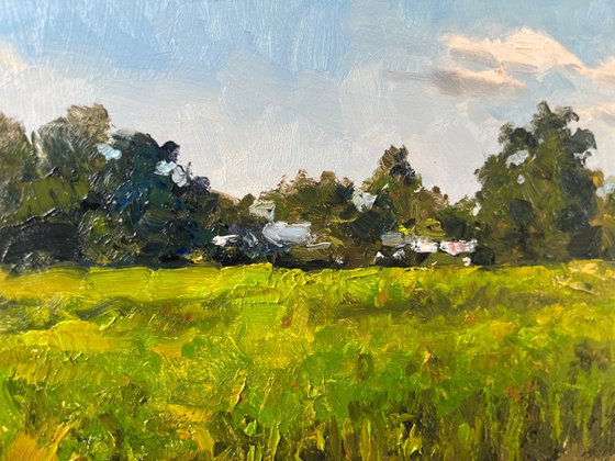 The Rice Fields