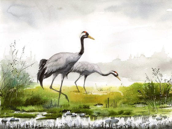 Common Cranes on early spring meadow