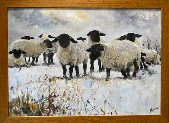 Black Face Sheep Winter framed