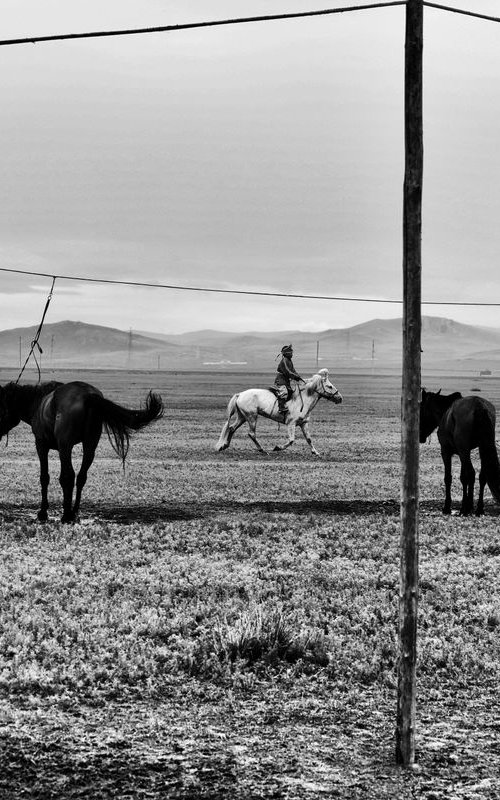 Horses by Ferhat Celik