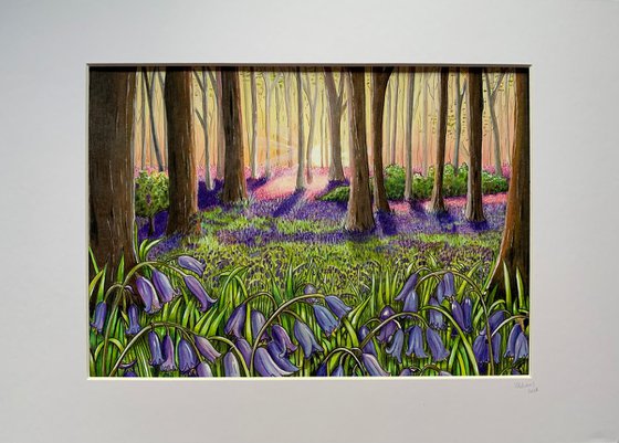 Bluebell wood