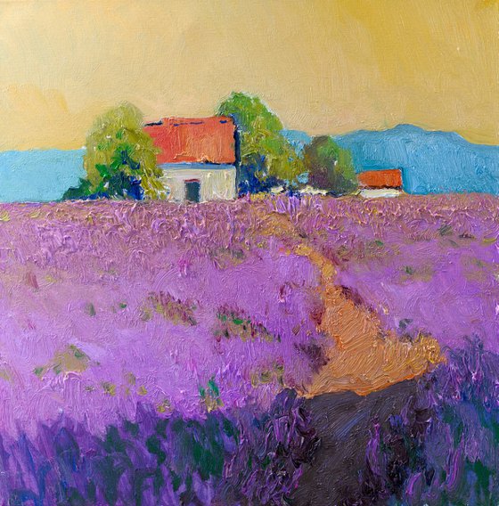 Lavender Field, Evening Light